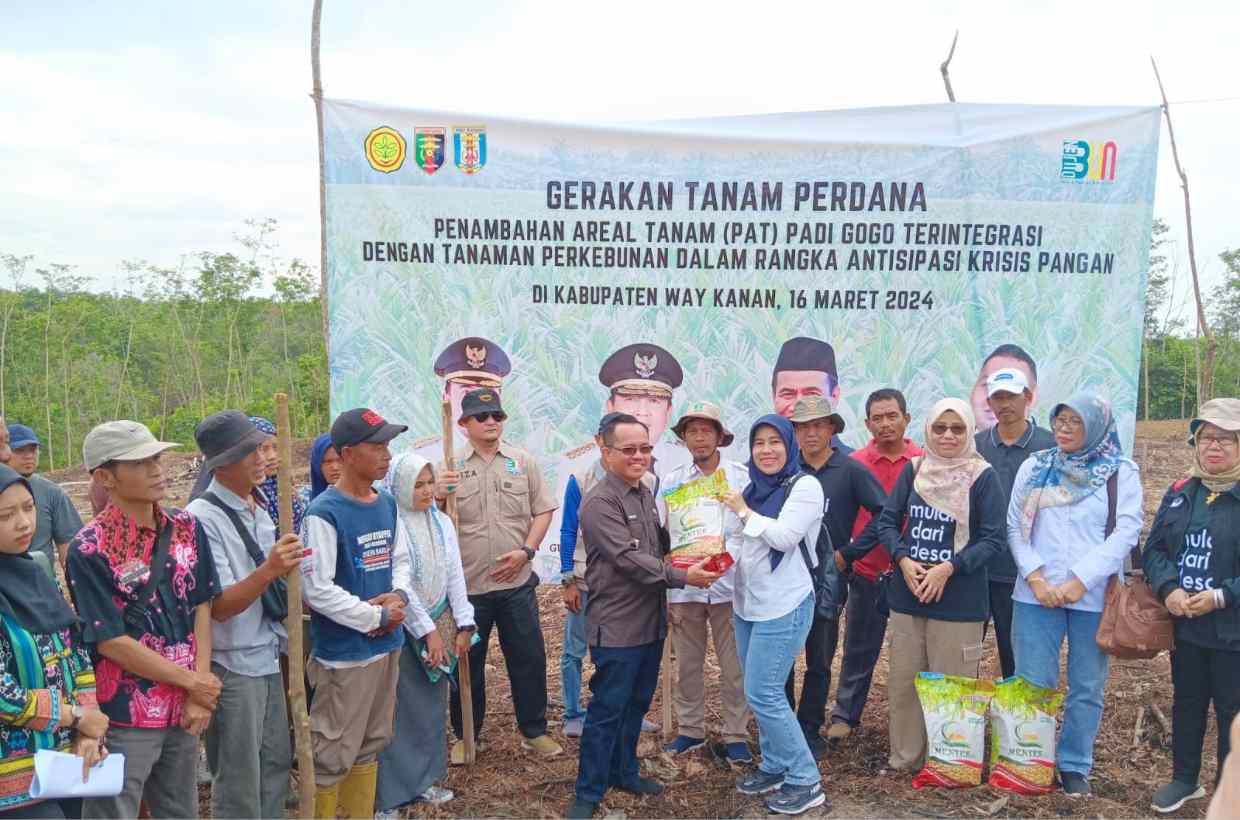 Cegah Krisis Pangan, Kementan Kick Off Padi Gogo di Lahan Kebun Kabupaten Way Kanan